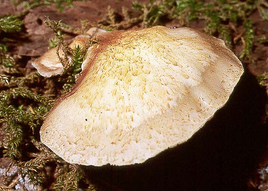Crepidotus mollis